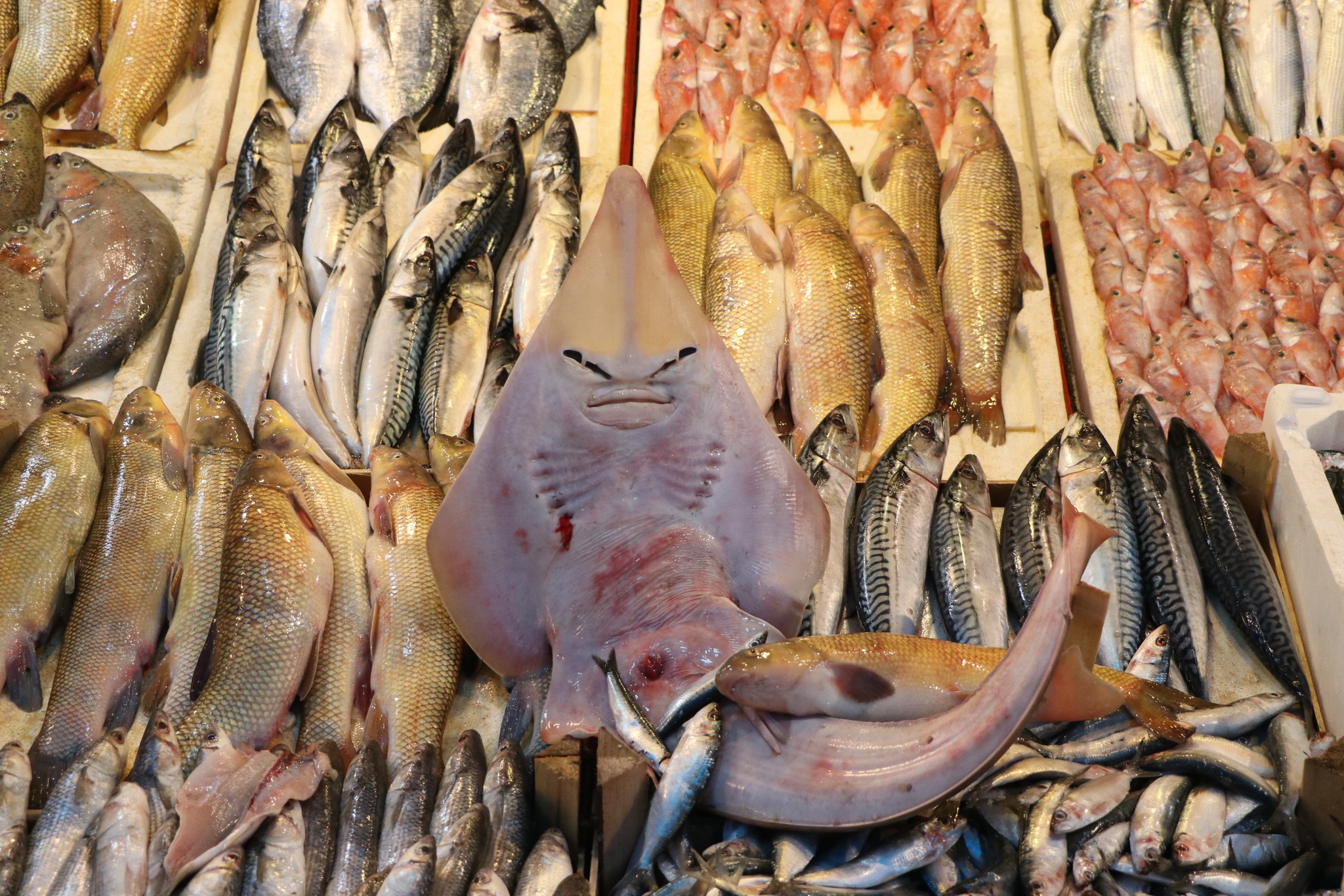 Mersin’de balıkçıların ağına takılan insan yüzlü balık, görenleri hayrete düşürüyor
