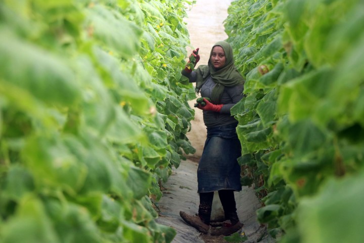 Zam şampiyonu salatalık Mersin’de 1 İstanbul’da 8 lira...