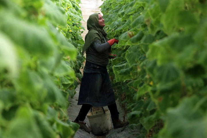 Zam şampiyonu salatalık Mersin’de 1 İstanbul’da 8 lira...