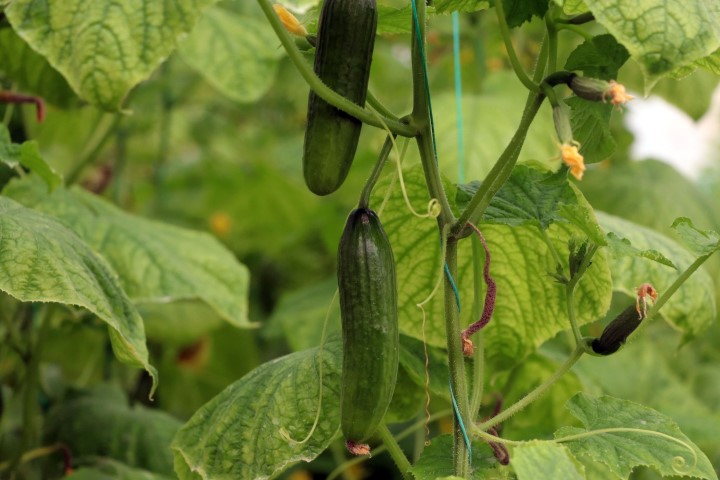 Zam şampiyonu salatalık Mersin’de 1 İstanbul’da 8 lira...
