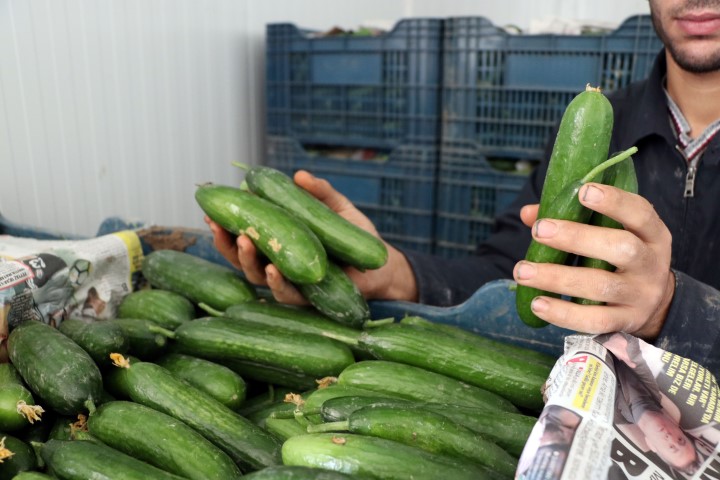 Zam şampiyonu salatalık Mersin’de 1 İstanbul’da 8 lira...