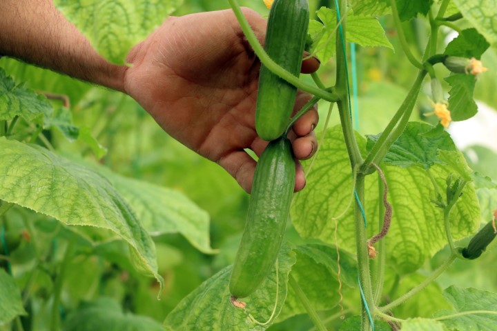 Zam şampiyonu salatalık Mersin’de 1 İstanbul’da 8 lira...