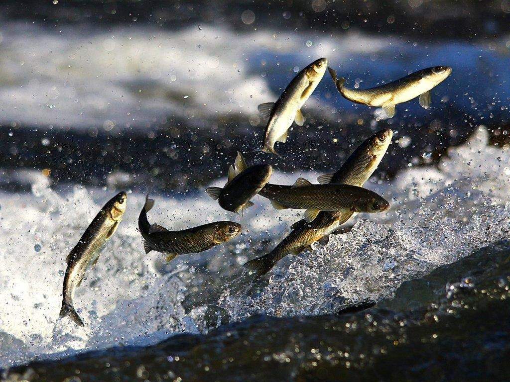 Van Gölü’nde yaşayan inci kefali balığı tescillendi