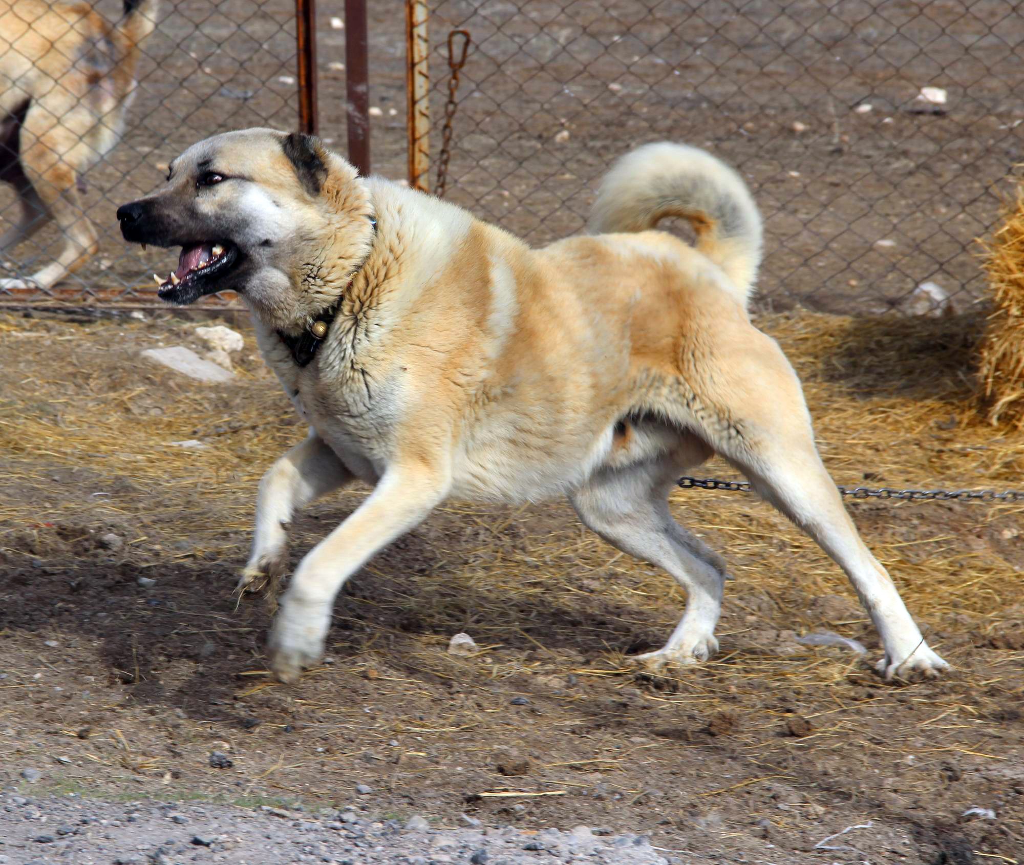 Kangal köpekleri Afrin’e gidiyor
