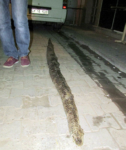 Tekirdağ’da 3 metre 20 santimlik yılan ölüsü bulundu