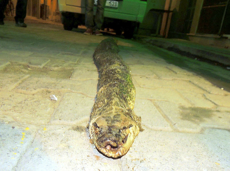 Tekirdağ’da 3 metre 20 santimlik yılan ölüsü bulundu