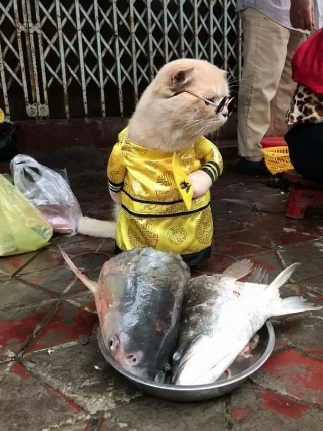 Balıkçı kedinin fotoğrafları sosyal medyayı salladı