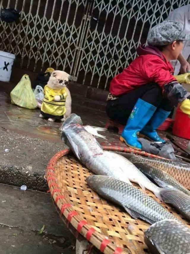 Balıkçı kedinin fotoğrafları sosyal medyayı salladı