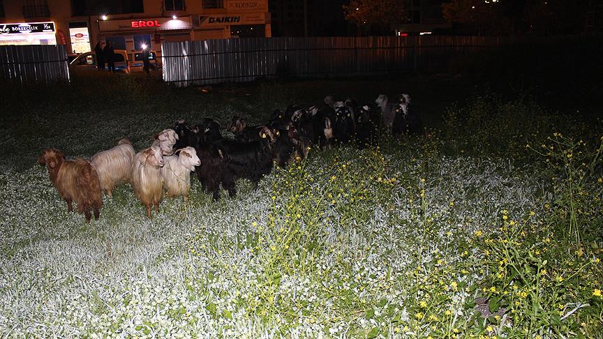 Çoban uyuyunca küçükbaş hayvan sürüsü şehre indi