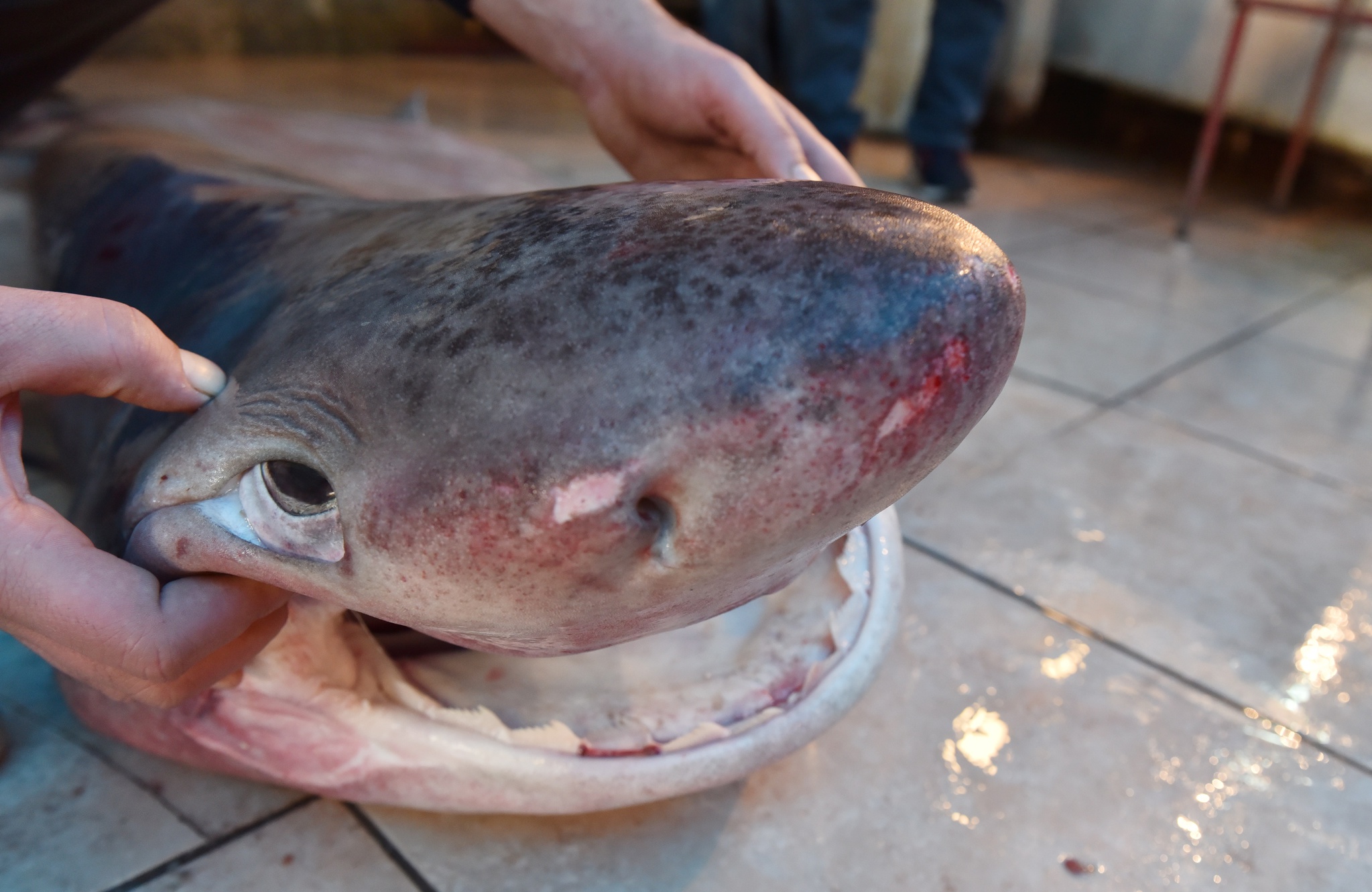Akdeniz’de 3 metrelik köpek balığı yakalandı