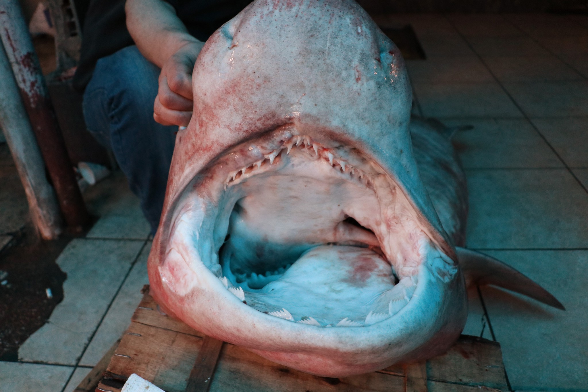Akdeniz’de 3 metrelik köpek balığı yakalandı