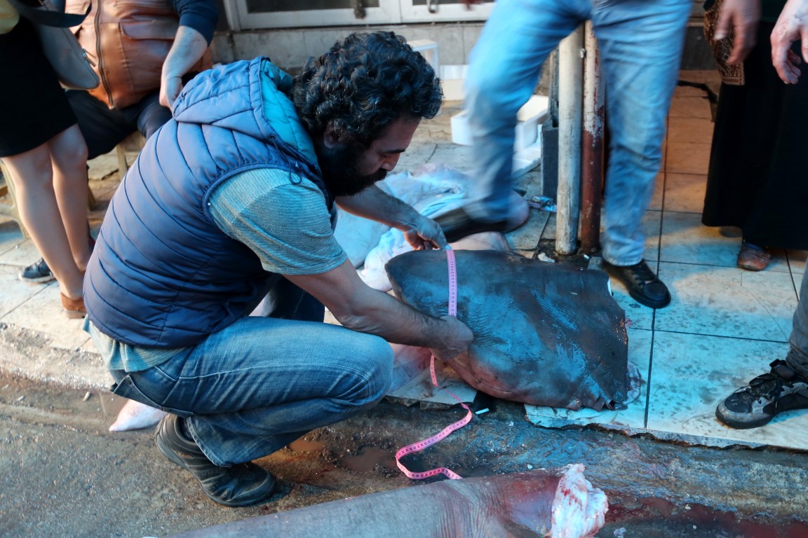 Akdeniz'in en büyük köpek balığı yakalandı