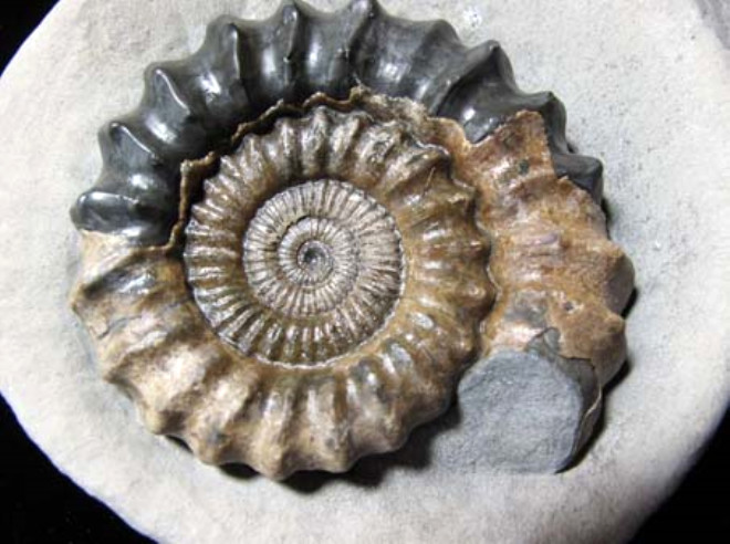 Tesadüfen 65 milyon yıllık fosil buldu