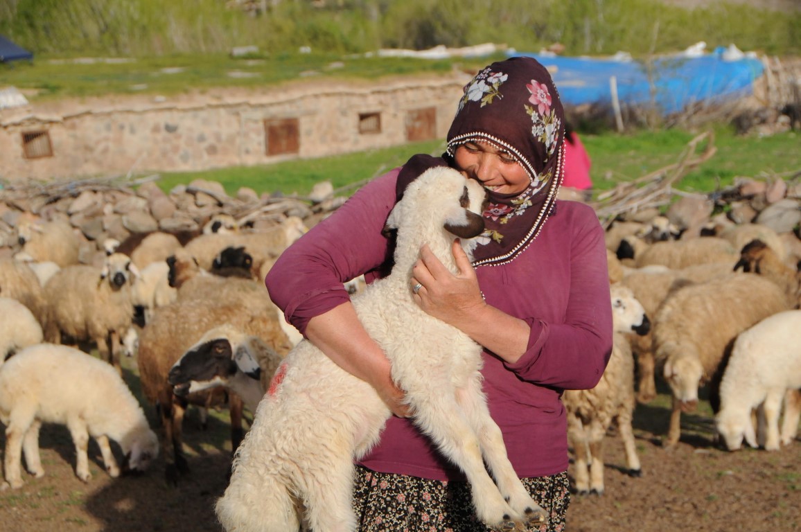 Yapan Türk Çoban