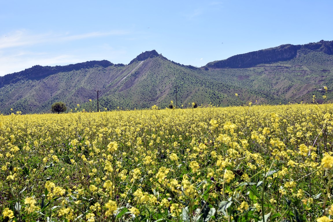 Teröristlerden temizlenen Balkaya Dağları rengarenk