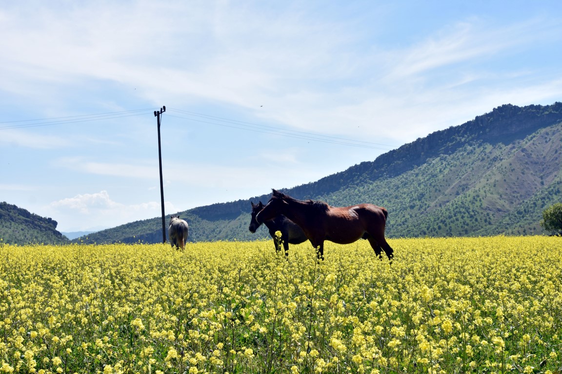 Teröristlerden temizlenen Balkaya Dağları rengarenk