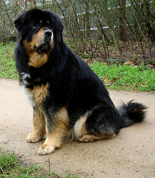 Aldığı ’yavru köpeğin’ ayı olduğunu iki yıl sonra anladı