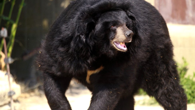 Aldığı ’yavru köpeğin’ ayı olduğunu iki yıl sonra anladı