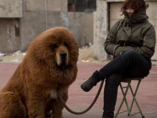 Aldığı ’yavru köpeğin’ ayı olduğunu iki yıl sonra anladı