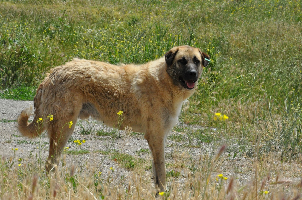 Ankara’da köpek dehşeti! 25 köpek üniversiteli gence saldırdı A Haber