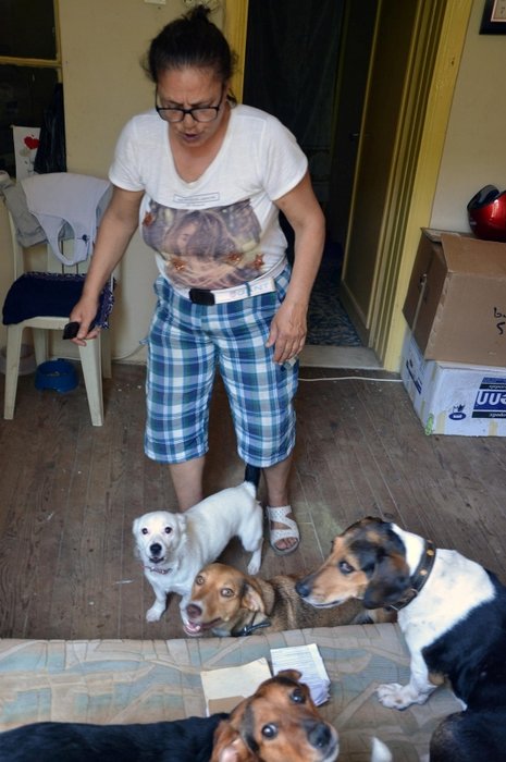 Evde 18 köpek beslediği için ev sahibi ve komşularıyla başı derde girdi