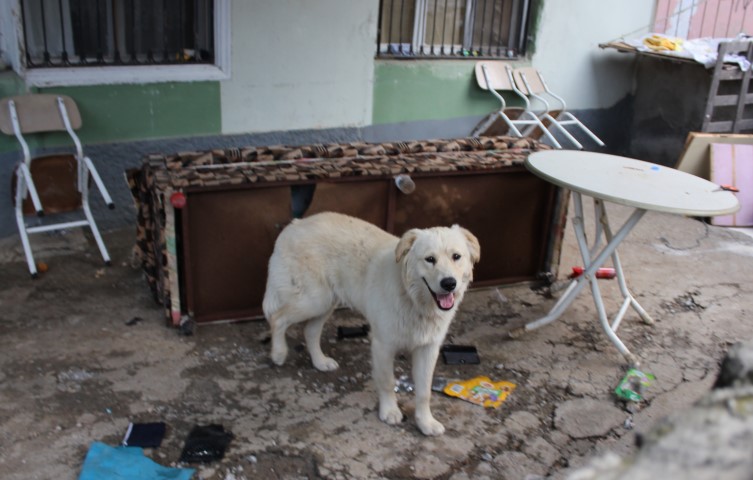 Adana’da ilginç olay! Hepsi köpeğin çekyatı parçalamasıyla ortaya çıktı