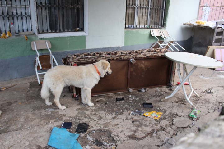 Adana’da ilginç olay! Hepsi köpeğin çekyatı parçalamasıyla ortaya çıktı