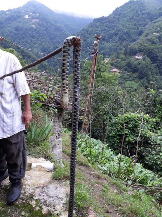 Bahçesinde gördüğü 2 metrelik endemik tür yılanı, sopayla öldürdü