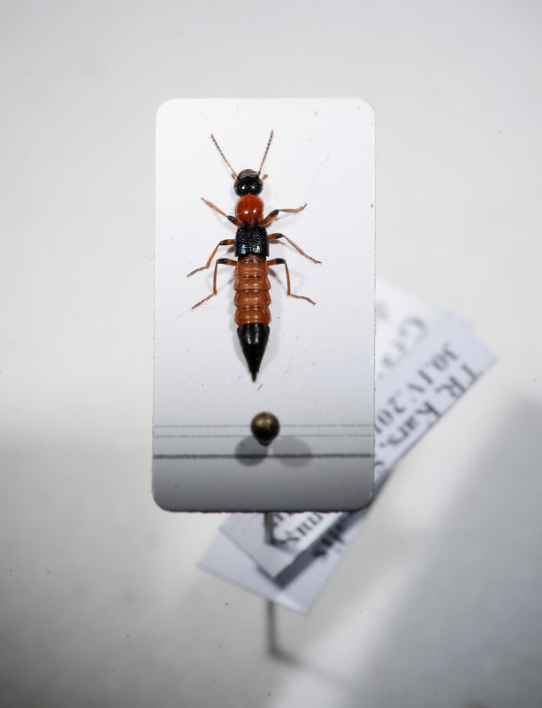 Paederus böceği: Zehriyle kansere umut oldu