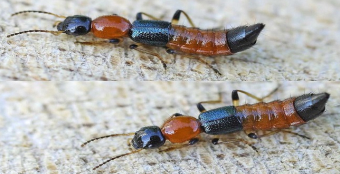 Paederus böceği: Zehriyle kansere umut oldu