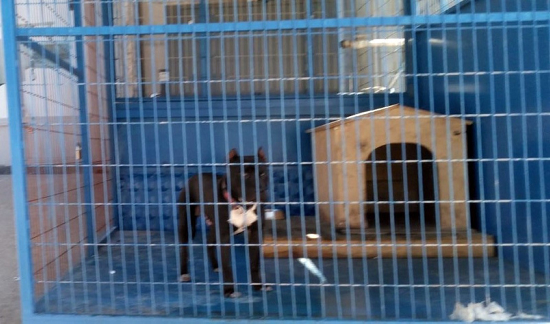 Bursa’da zincirsiz gezdirilen pitbull yaşlı adama saldırdı