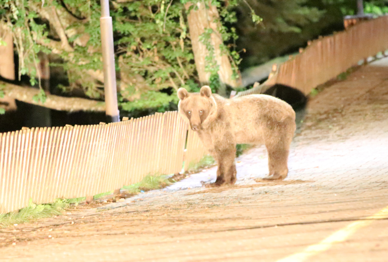 Gölcük Tabiat Parkı’nda ayılara karşı önlem!