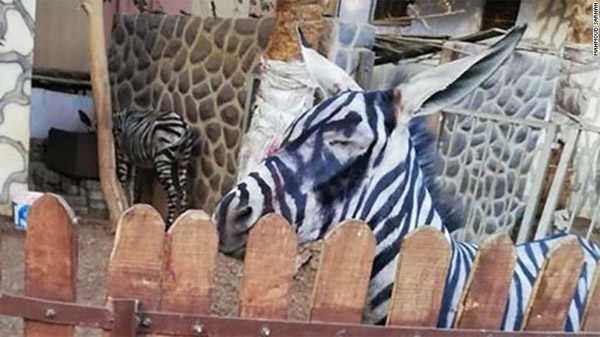 ’Zebra görünümlü eşek’ paylaşımı viral oldu