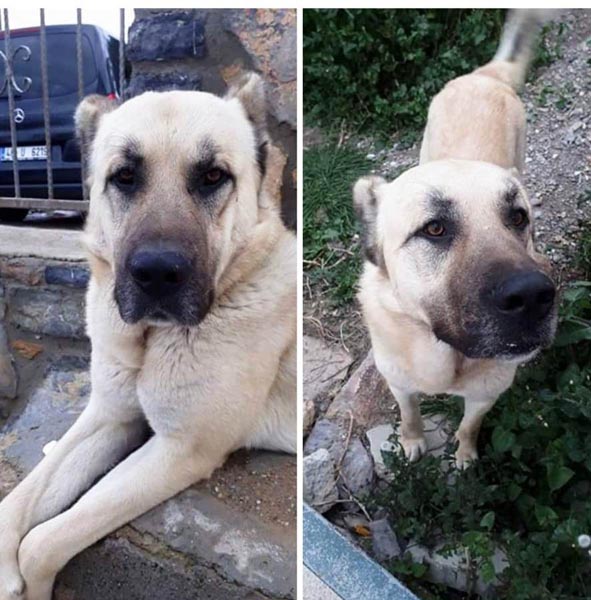 Türkiye’yi ayağa kaldıran görüntü hakkında şok detay!