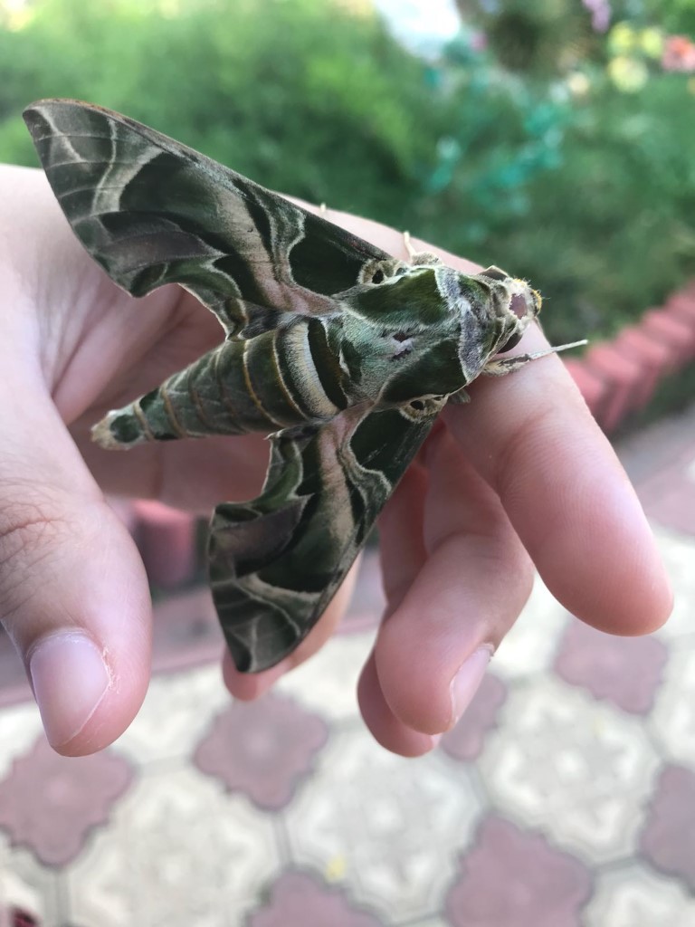 Askeri kamuflaj desenli mekik kelebeği Bodrum’da görüntülendi