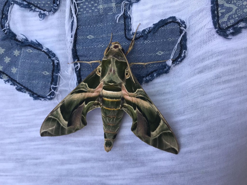 Askeri kamuflaj desenli mekik kelebeği Bodrum’da görüntülendi