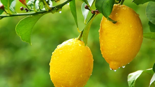 Yatağınızın başucuna limon koyup uyuyun! Faydalarına inanamayacaksınız...