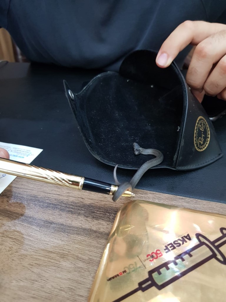 Samsun’da çift başlı yılan bulundu! Görenler şaştı kaldı...