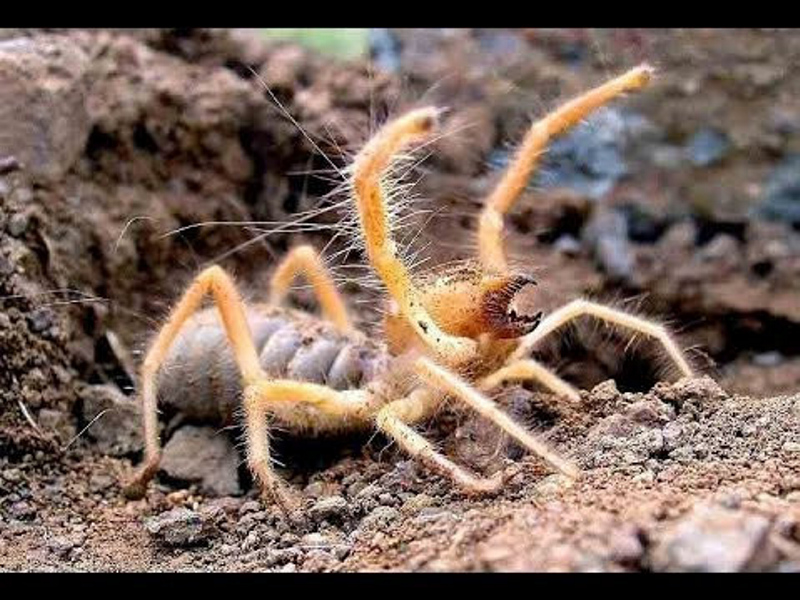 Irak sınırında sarıkız örümceği paniği