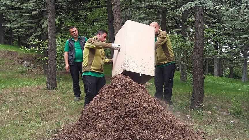 Çankaya’nın kazananı kırmızı karıncalar oldu