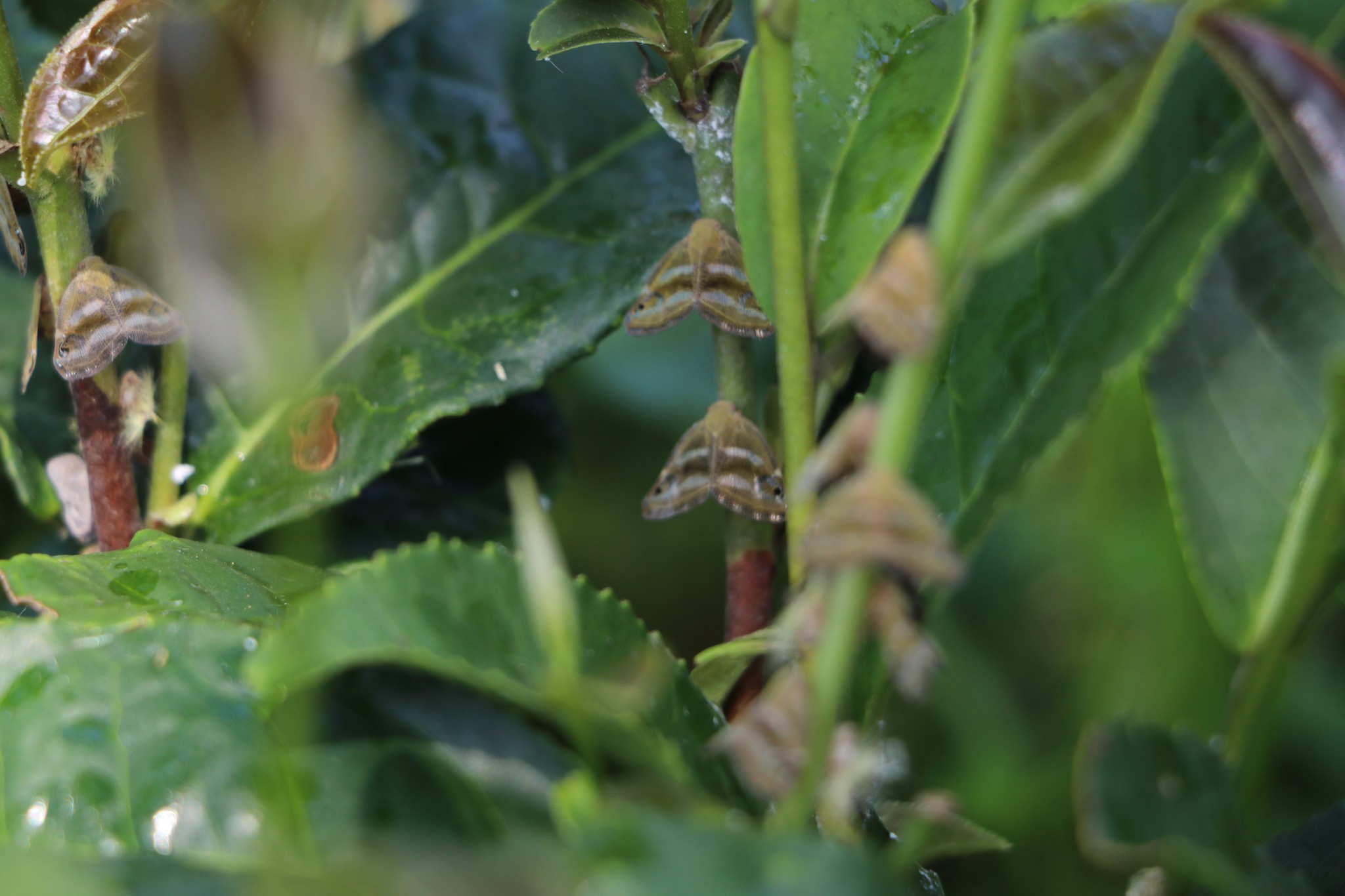 ‘Vampir kelebek’ İstanbul’da