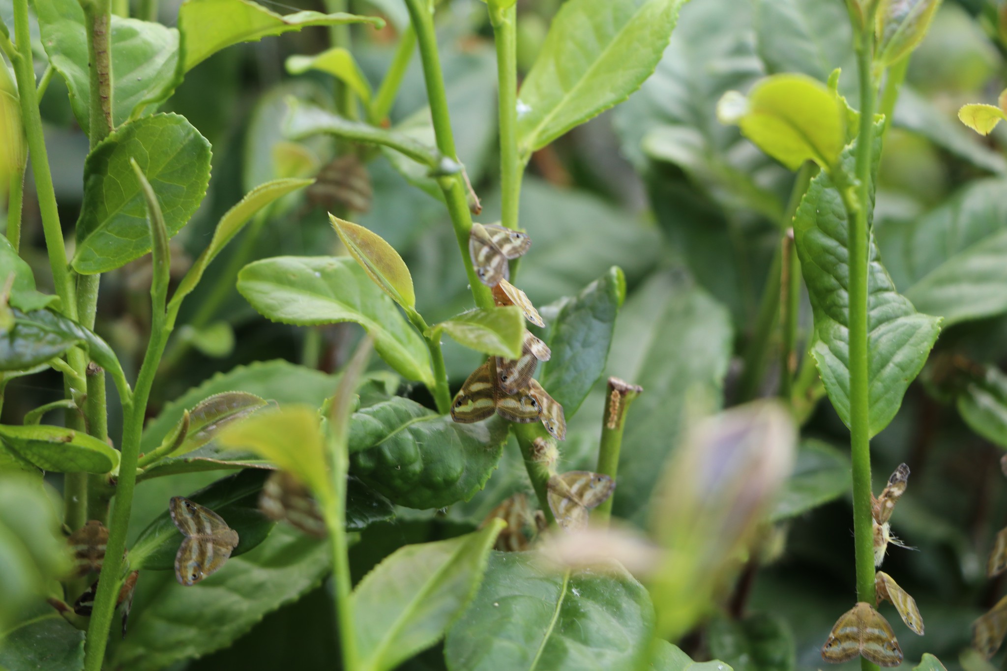 ‘Vampir kelebek’ İstanbul’da