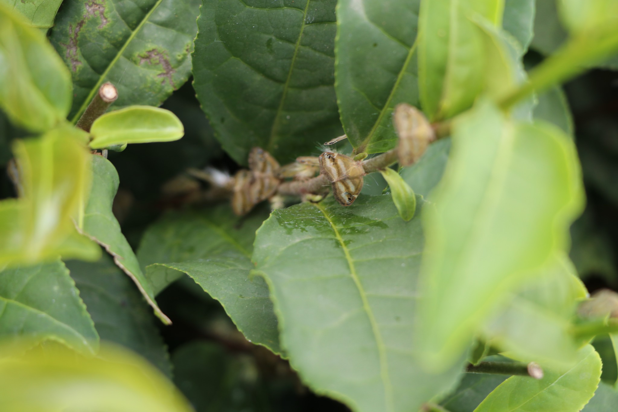 ‘Vampir kelebek’ İstanbul’da