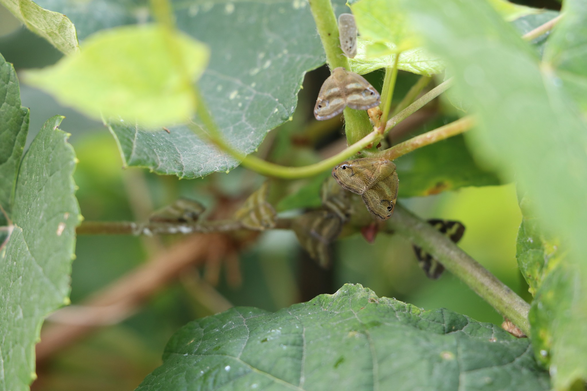 ‘Vampir kelebek’ İstanbul’da