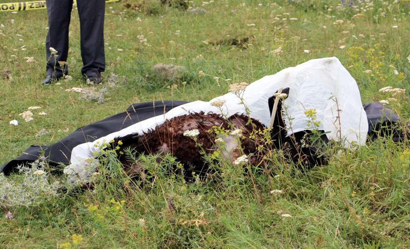 Erzurum’da yıldırım düştü, 17 yaşındaki çoban koyunu ile birlikte öldü