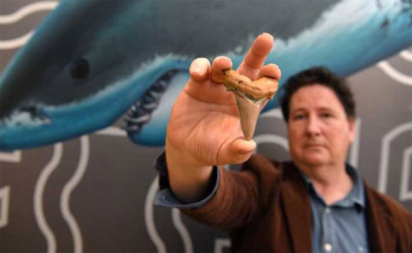 25 milyon yıllık köpek balığı dişi bulundu