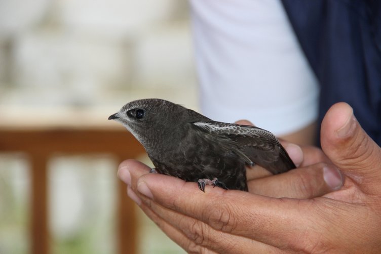 Yerde nadir görülen kuşlardan biri olan Ebabil kuşu Erzurum’da bulundu