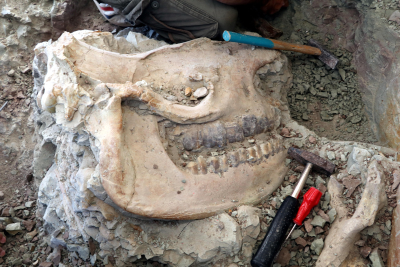 Çankırı’da 8,5 milyon yıllık fosil bulundu!