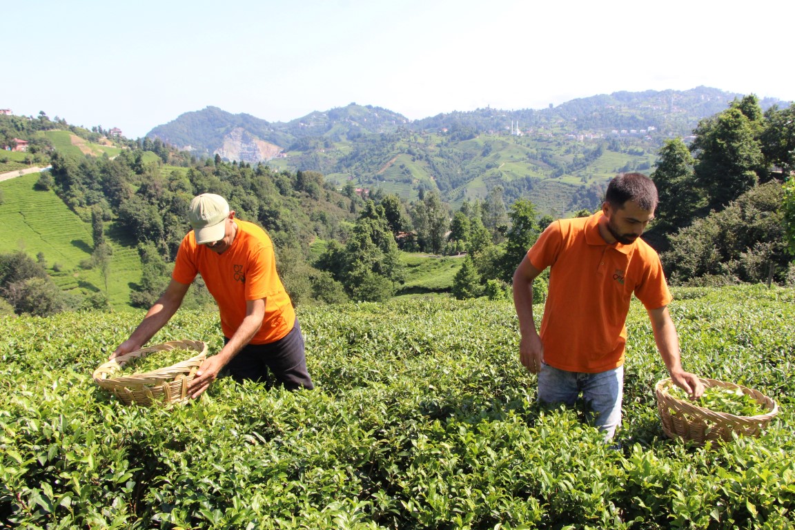Dünyada ilk kez Türkiye’de üretilen yeşil çaya büyük ilgi