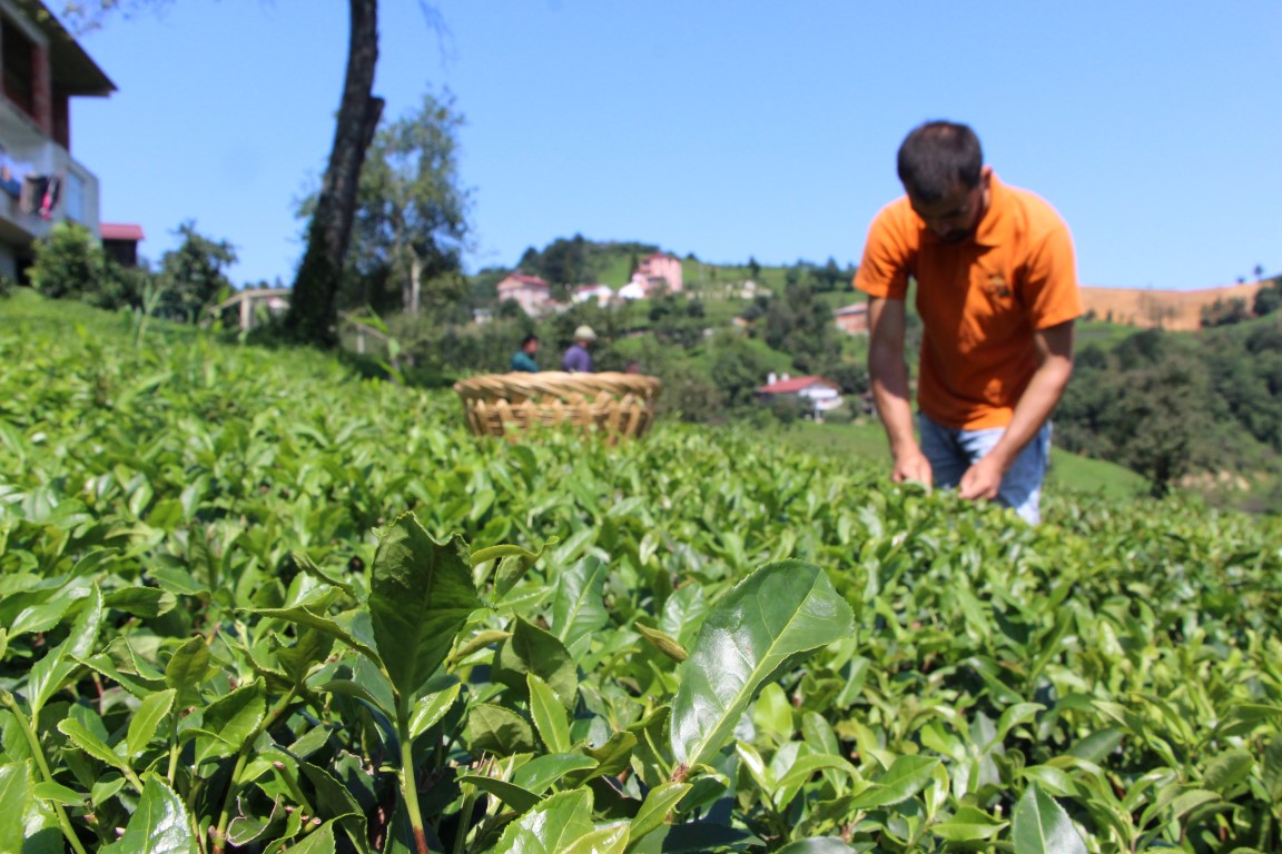 Dünyada ilk kez Türkiye’de üretilen yeşil çaya büyük ilgi